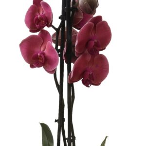 Phalaenopsis Asian Coral Orchid