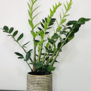 ZZ Plant