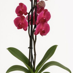 Phalaenopsis Asian Coral Orchid