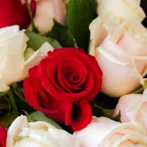 Red and White Roses