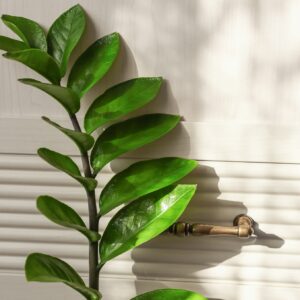 ZZ Plant