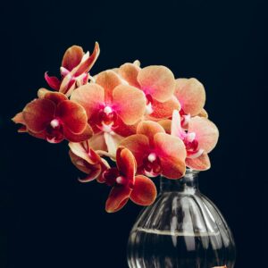Phalaenopsis Asian Coral Orchid