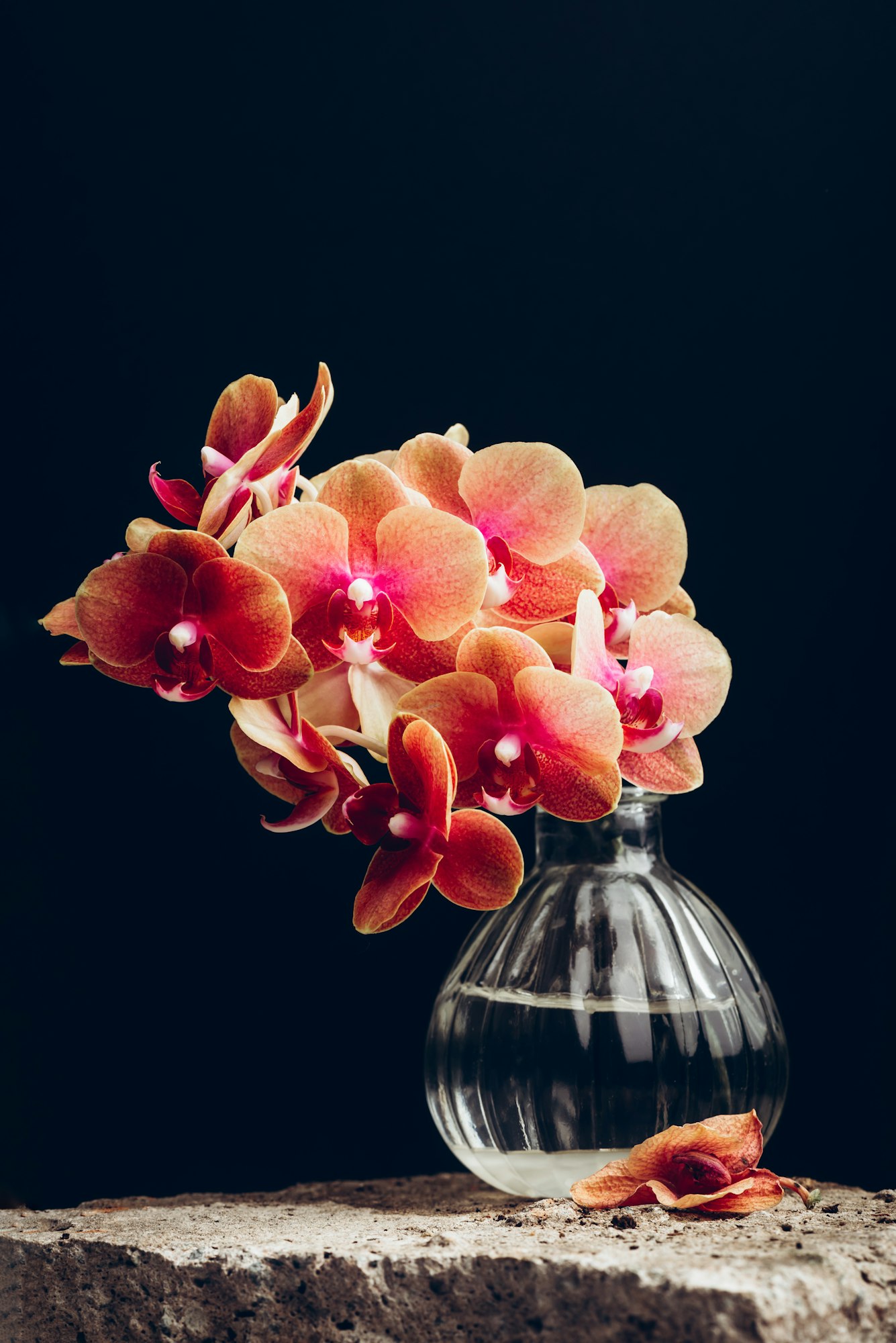 Orchid plant delivery in Harrow