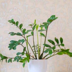 ZZ Plant