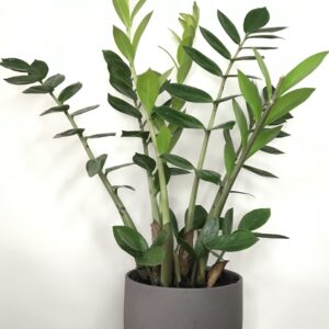ZZ Plant in grey pot