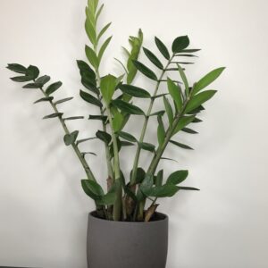 ZZ Plant in grey pot