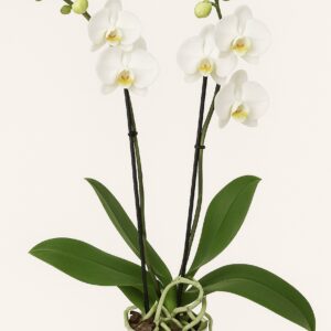 Phalaenopsis White Live Orchid Plant