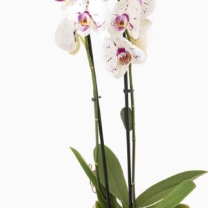 Phalaenopsis Orchid