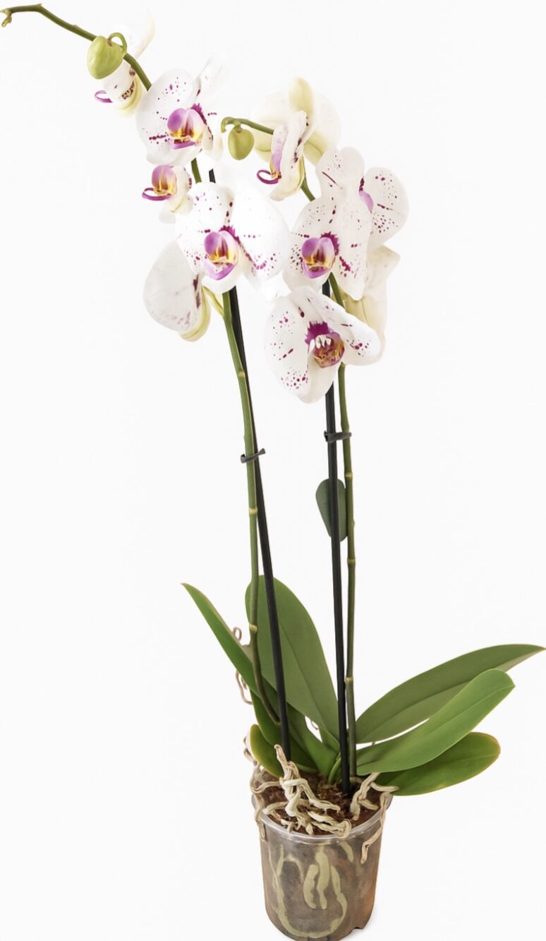 Phalaenopsis Orchid